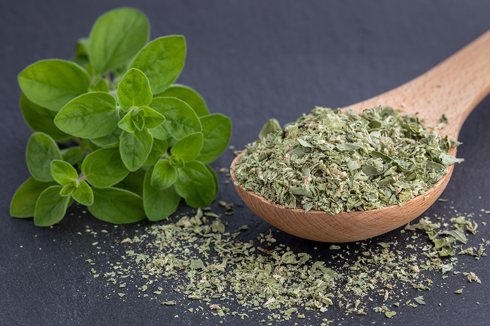 The Healing Effects of Oregano and Marjoram